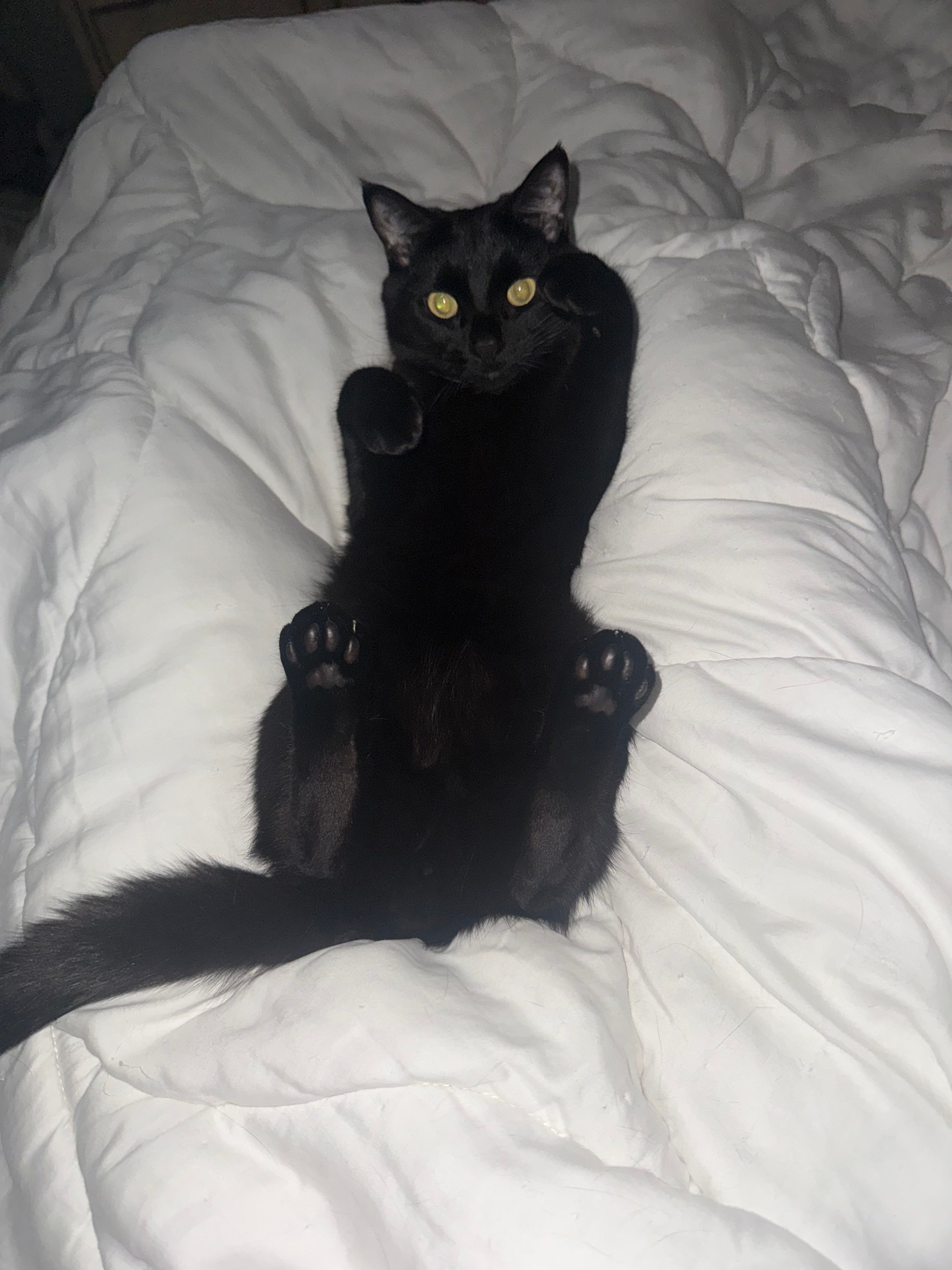 Black kitten relaxing