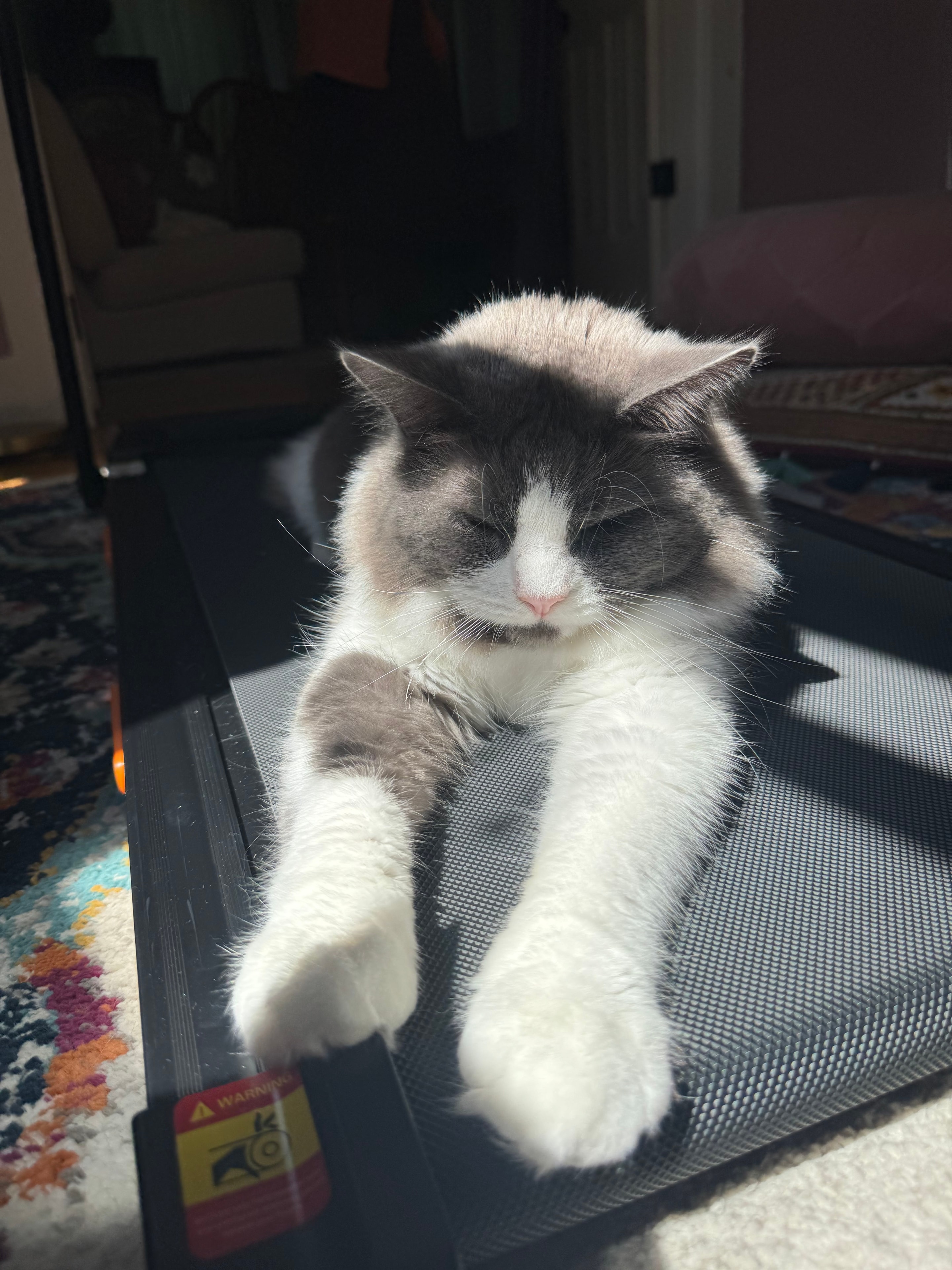 Grey and white cat sunbathing