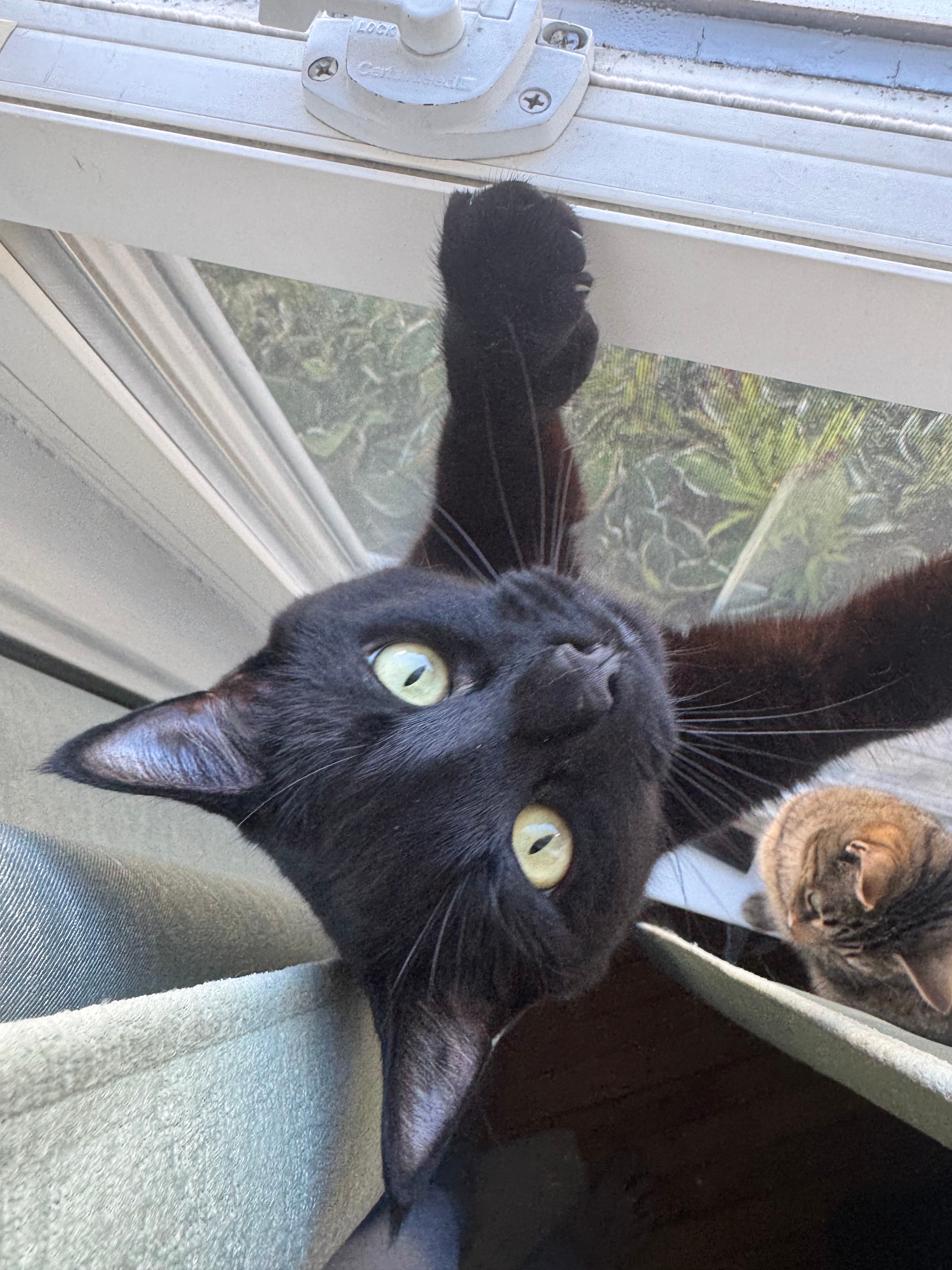 Two cats at the window